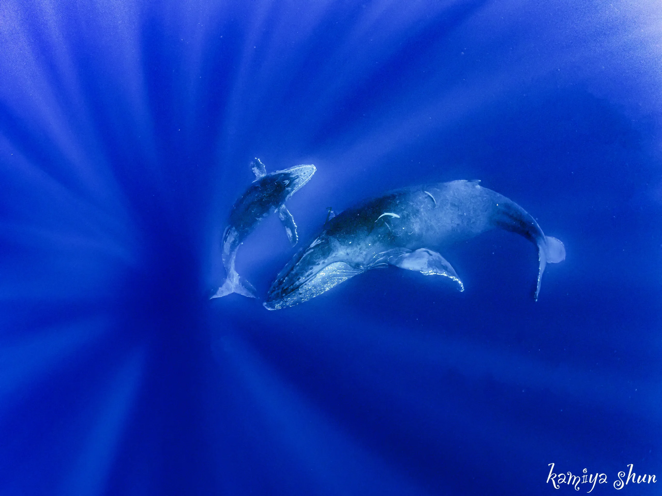 ホエールスイム撮影 | Marine Product
