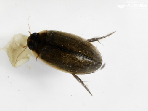 ヒメゲンゴロウ | 無脊椎動物 | 生物図鑑 | 新潟市水族館 マリンピア日本海