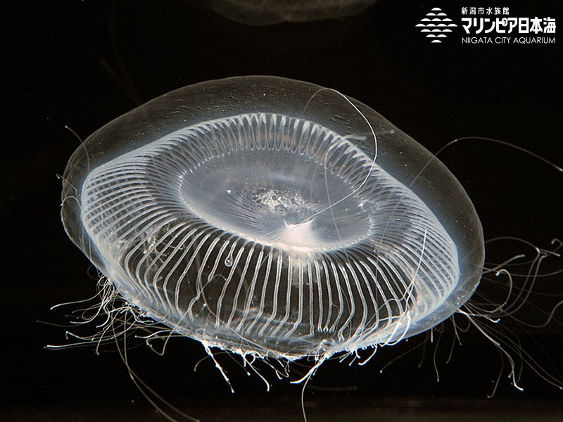 オワンクラゲ | 無脊椎動物 | 生物図鑑 | 新潟市水族館 マリンピア日本海