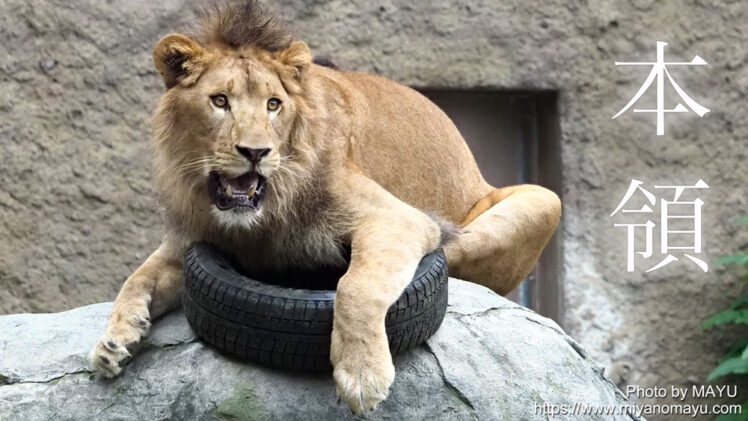 426da16088ca1f90adef606ec9e2e6