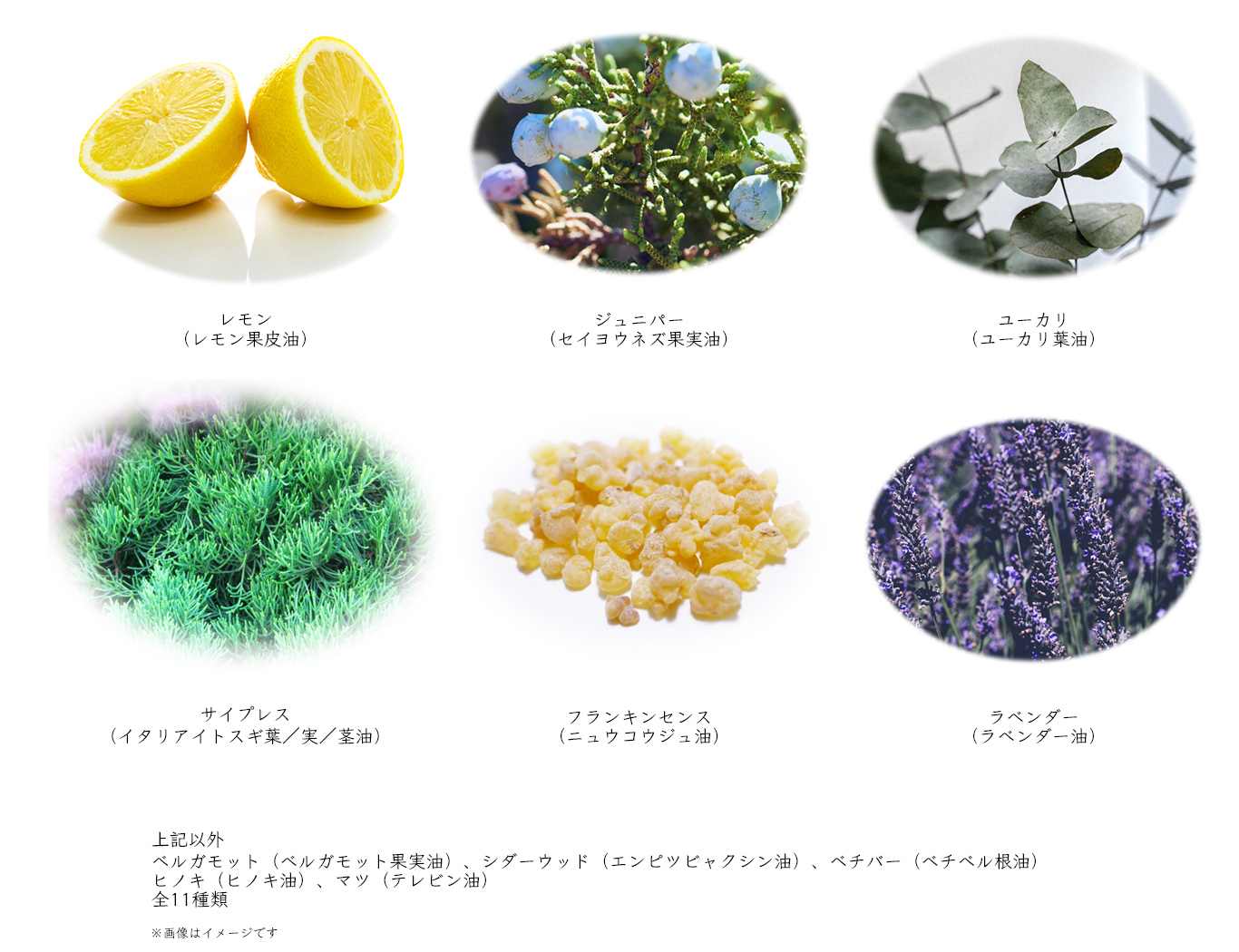 アルカナ クリームC 40g ビービーラボラトリーズの通販・卸