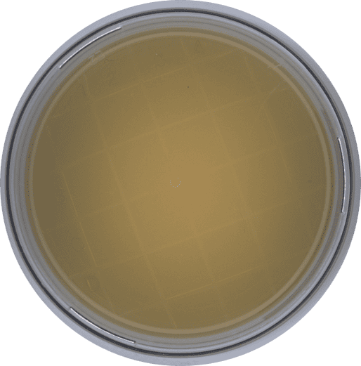 Microtechnix | EMMA | Digitize Microbiology QC