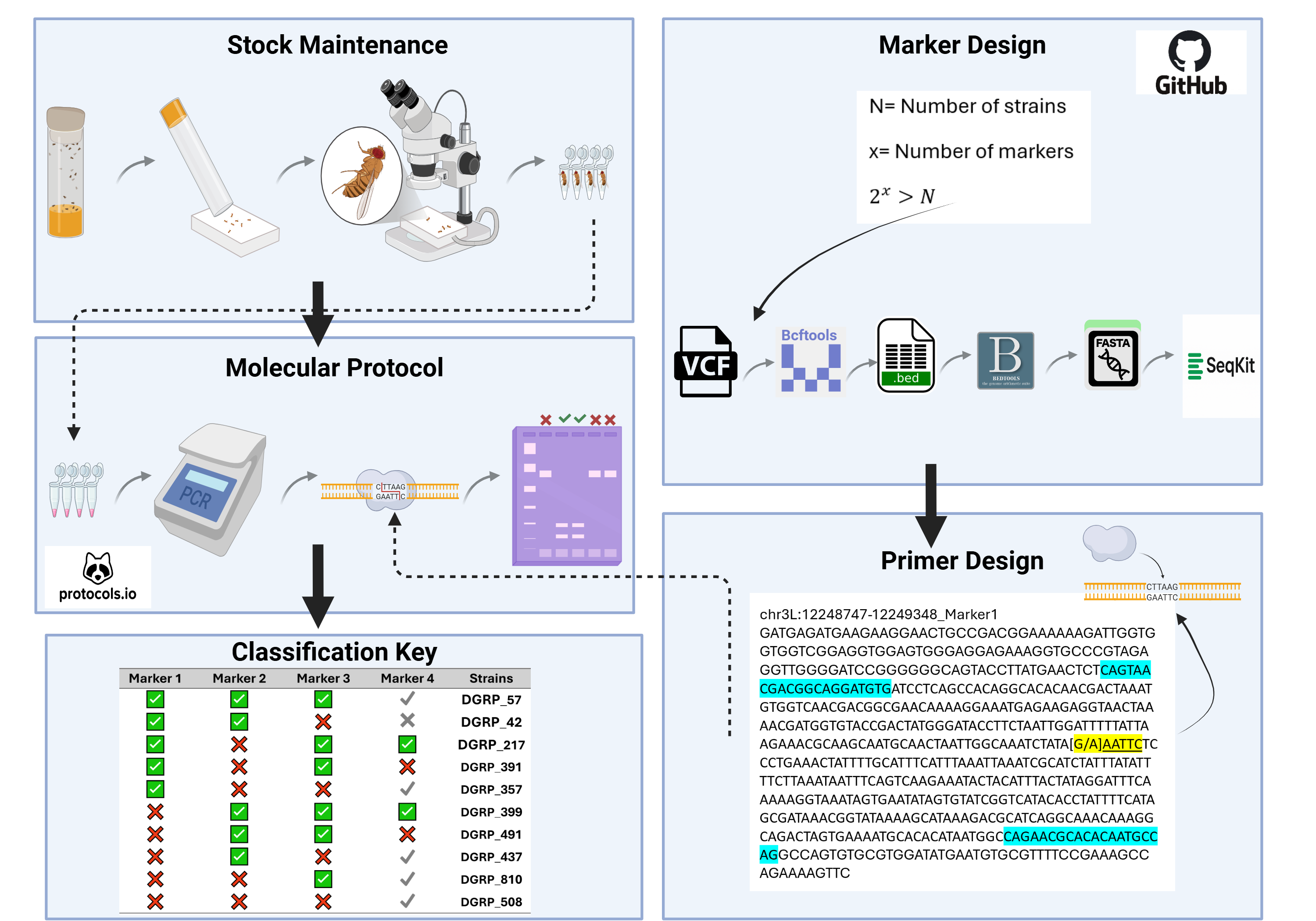 Efficient RFLP-based Protocol for Routine Authentication of