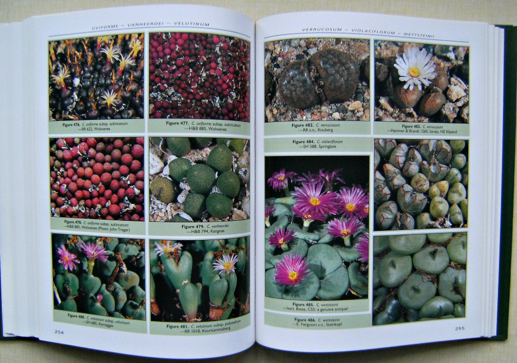 Dumpling and His Wife - New Views of the Genus Conophytum