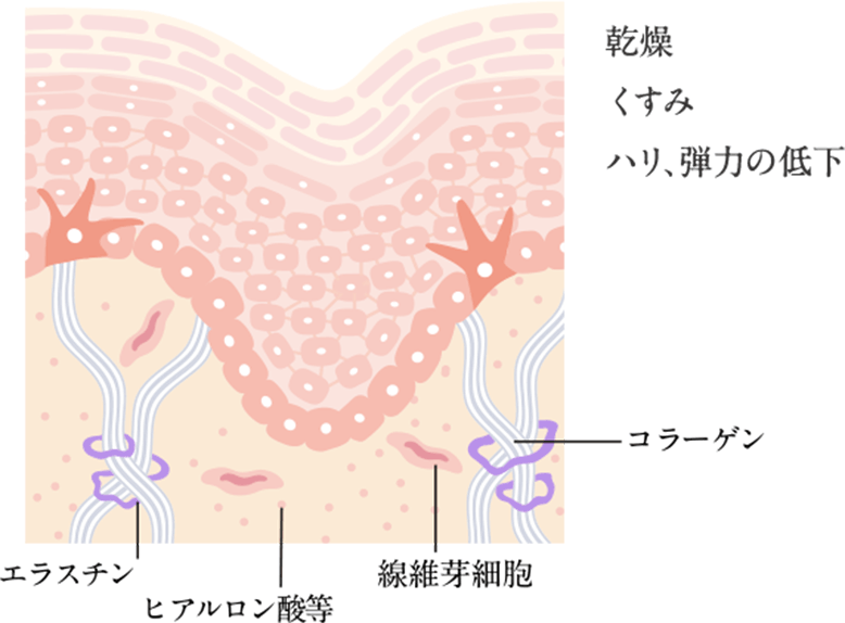 ラフェリーナ｜スキンケア｜保湿スキンケア、アンチエイジング、化粧品