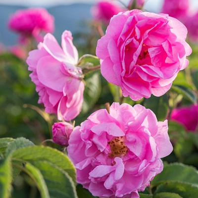 MiMC ローズシューティカル コンセントレートブライトニングセラム