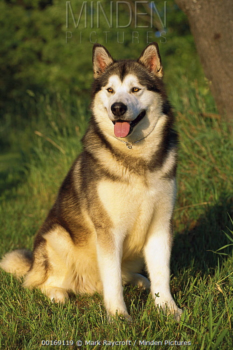 Alaskan Malamute stock photo - Minden Pictures