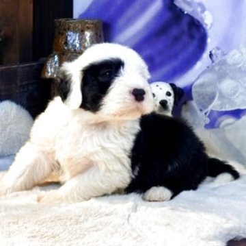 オールドイングリッシュシープドッグの子犬を探す｜ブリーダー直販の