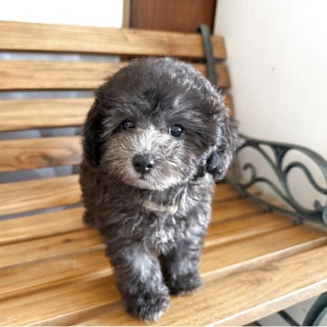 福岡】黒田 弘美(くろだ ひろみ)ブリーダー｜みんなのブリーダー