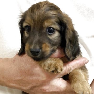 兵庫】山田 伸之(やまだ のぶゆき)ブリーダー｜みんなのブリーダー