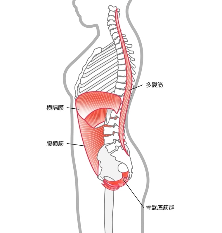 グッズ不要の骨盤底筋トレーニング 尿もれ・ぽっこりお腹を解消