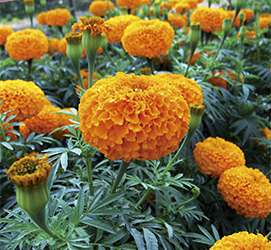 マリーゴールド | ムラカミシード