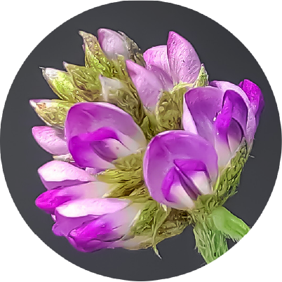 NOEVIR WRINKLE91(ノエビアリンクル91) | 株式会社ノエビア