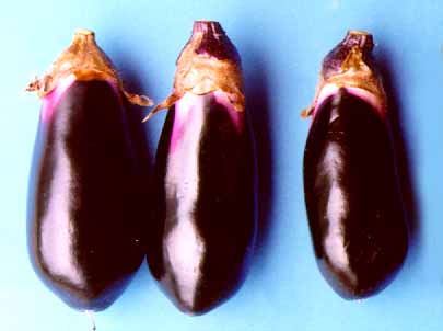 なす へた枯れ果 : こうち農業ネット