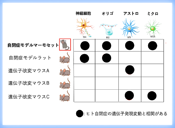 世界初 自閉スペクトラム症モデルマーモセットの開発に成功 -治療薬