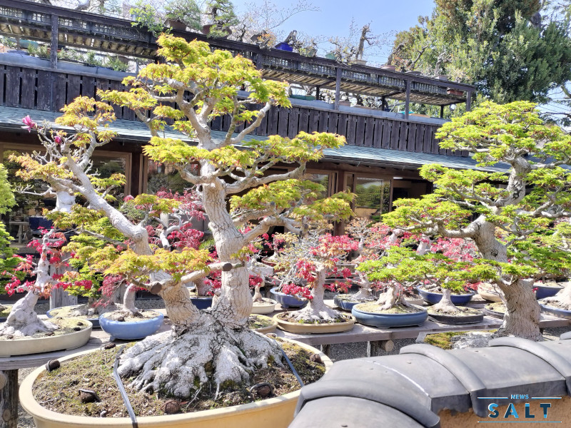 盆栽から人生を学ぶ ― 小林國雄の盆栽園』【前編：インタビュー：盆栽