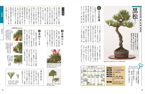 よくわかる盆栽 基礎から手入れまで | ナツメ社