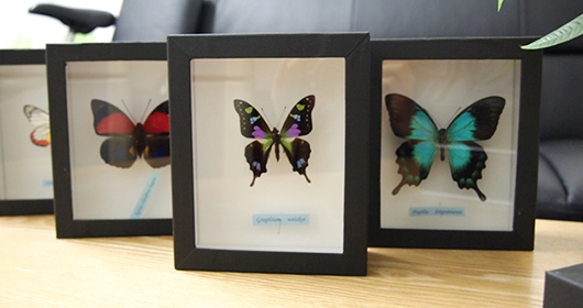 黒い蝶を集めました , 蝶の標本 販売・通販のNatureShop|モルフォや