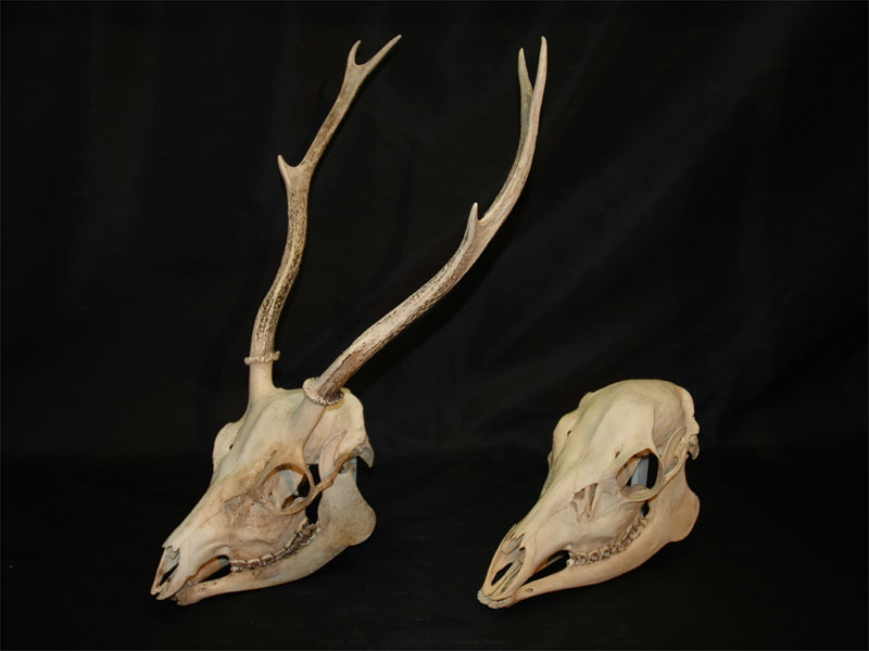 どうぶつたちのプロポーズ大作戦!!」電子図録：オスはオスとたたかう