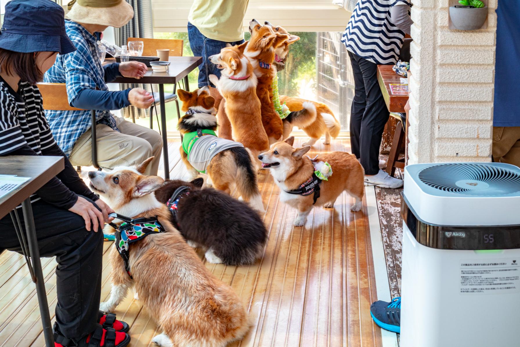 東彼杵カフェ巡り】コーギーカフェでモフモフまみれ & 焚火と発酵の店