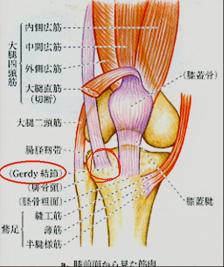膝関節靭帯損傷【整形外科学ブログ 】