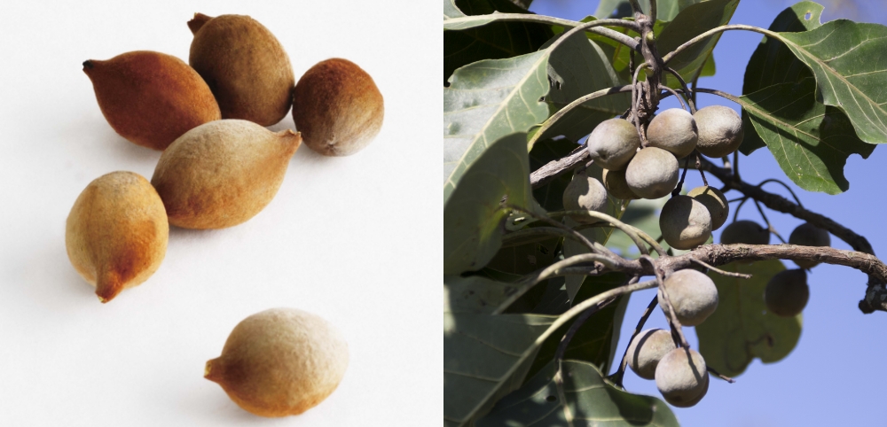 カロリムーブ(通常購入): シリーズから探す / ナリスオンラインストア