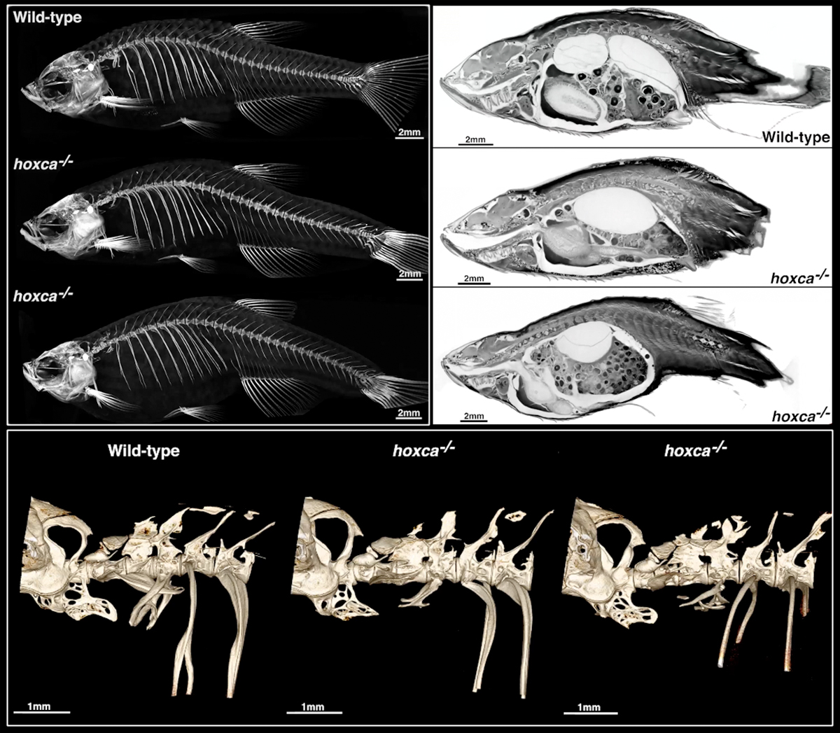 動物の発生を司るHoxクラスターは脊椎動物の進化過程で機能が多様化