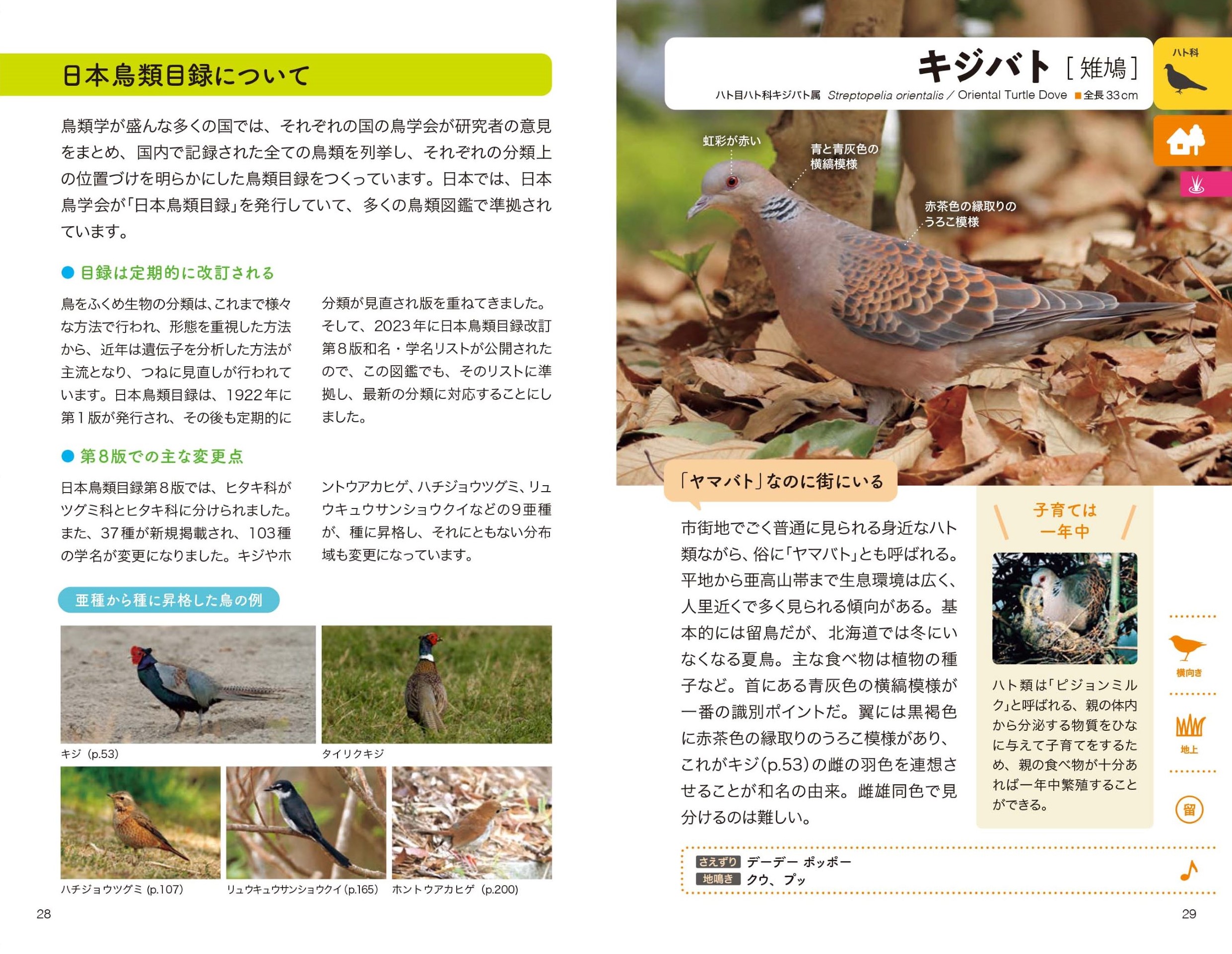 新分類改訂版 野鳥図鑑 - 株式会社日本文芸社