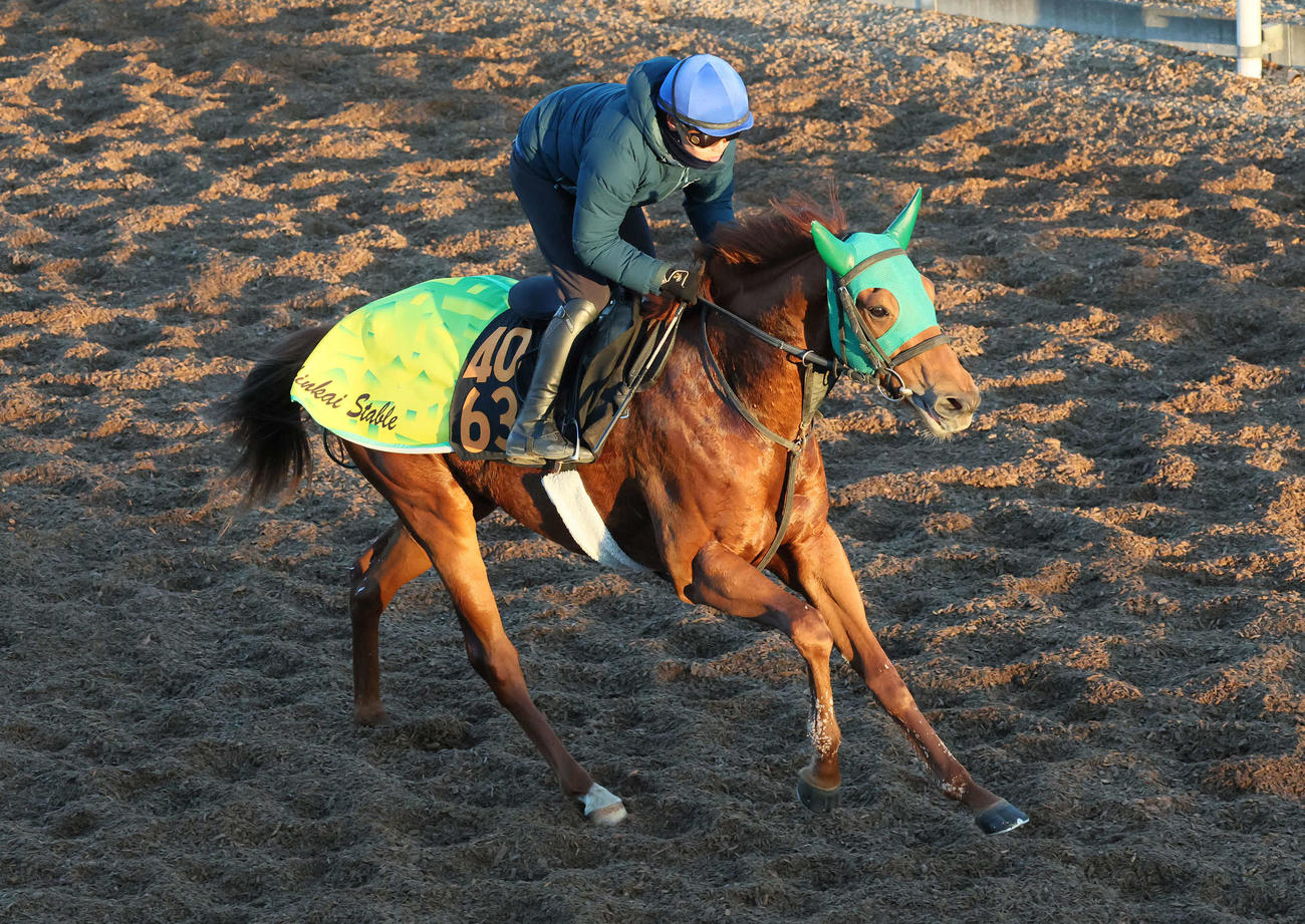 ロイヤルファミリー役ブレイヴソルジャーが5日中山5Rで初陣 シャドー