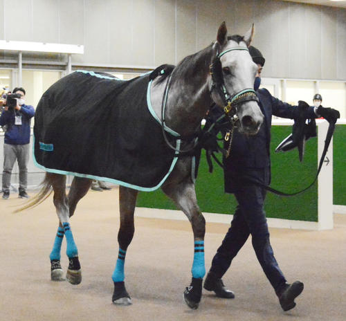 アフリカンゴールドぬいぐるみ化に西園正師「早速100個注文」アイドル