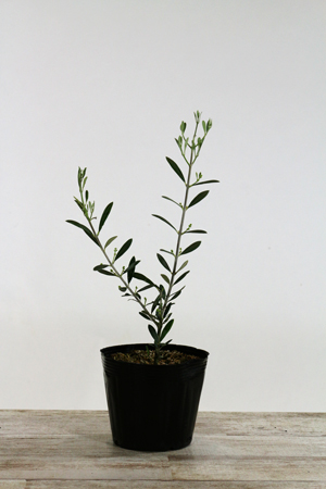 オリーブ苗木4.5号ポット マンザニロ｜オリーブ化粧品の日本オリーブ