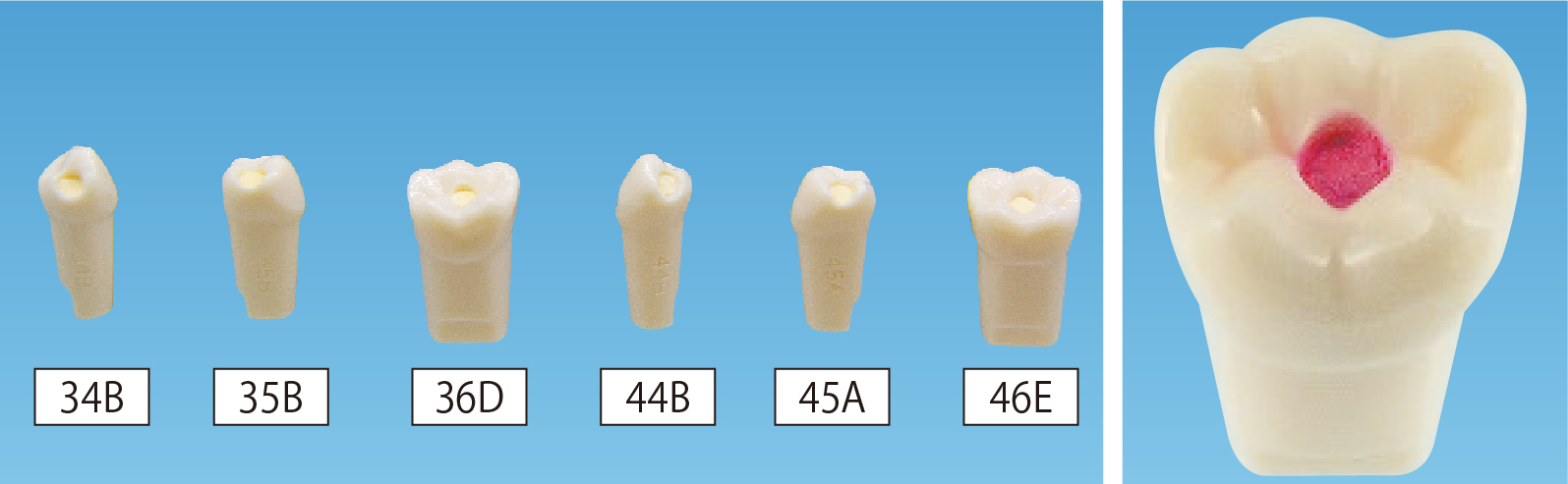う蝕検知液可染性模型歯 [A16ANシリーズ]｜株式会社ニッシン｜歯科模型