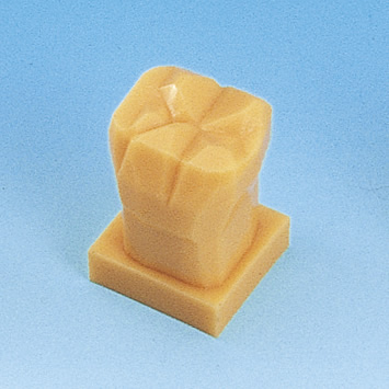 歯型彫刻ステップ学習用模型 [C11-TU.1]｜株式会社ニッシン｜歯科模型