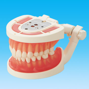 歯の形態学習｜株式会社ニッシン｜歯科模型・歯科材料のトップメーカー