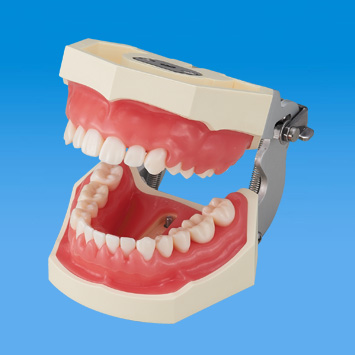 SRP実習用顎模型 [P15FE-500HPRO-S2B1-GSF]｜株式会社ニッシン｜歯科