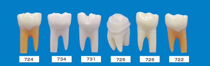 支台・窩洞形成模型歯 [A2ANシリーズ][A2AN-724,734,731,725,726,722