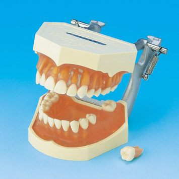 TOOTH ANATOMY (ANA) | STUDY MODEL WITH REMOVABLE TEETH [PE-ANA001