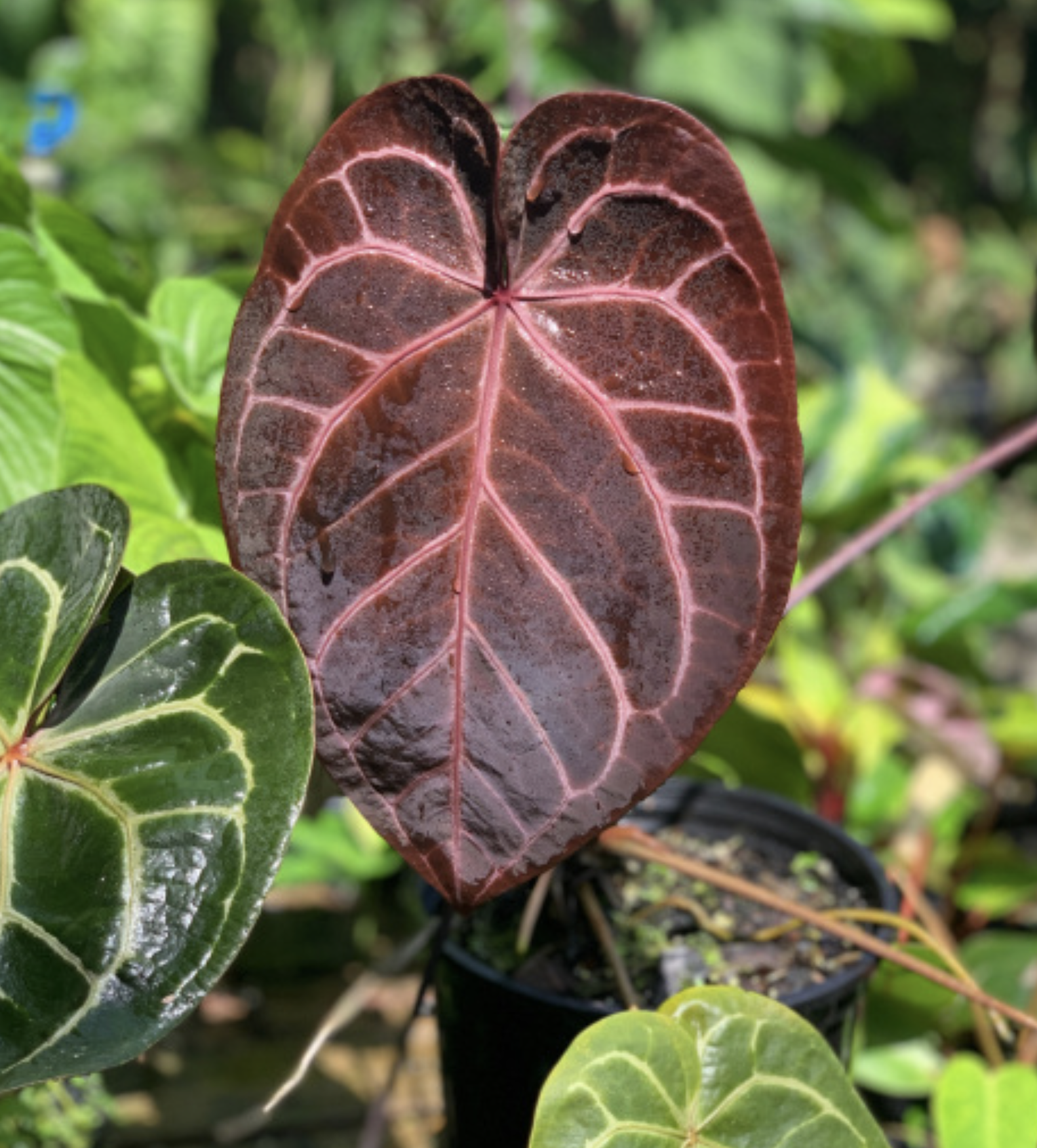 Anthurium Fairchild x NSE red crystallinum - NSE Tropicals
