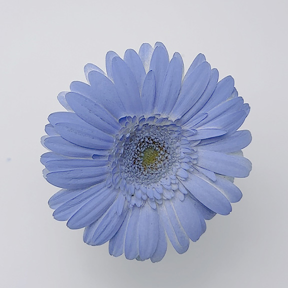 オアシス®カラースプレー【フレンチブルー D-5372】スプレーカラー