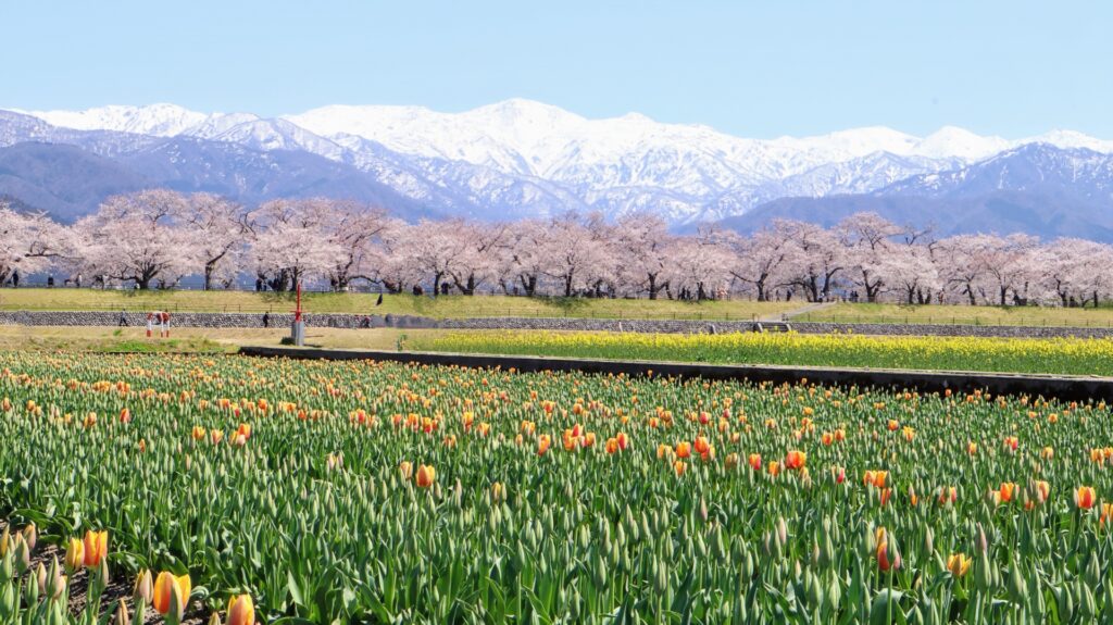 Spring Quartet of Flowers - Snow Monkey Resorts