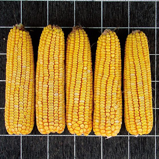 ニューデント105（品種LG2533）｜トウモロコシ｜トウモロコシ種子