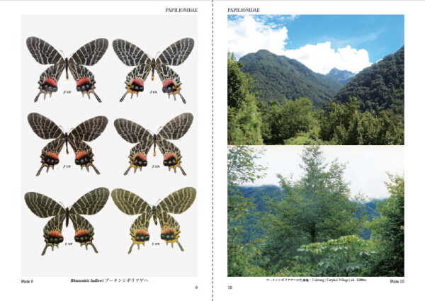 導入事例 「続アジア産蝶類生活史図鑑」 | 相談できる冊子印刷