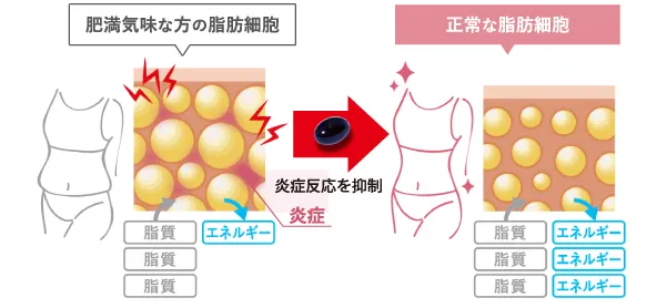 shirocal (シロカル) ｜キサントフィル配合飲む日焼け止めサプリメント