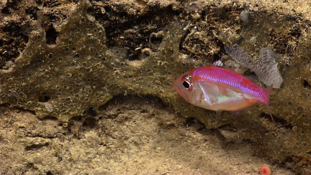This is the first deep-sea fish known to be a mouthbreeder
