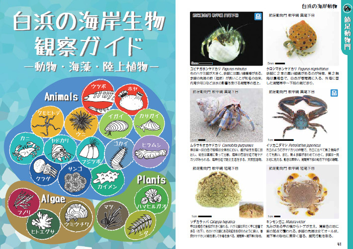 生き物ガイドブック – 京都大学白浜水族館
