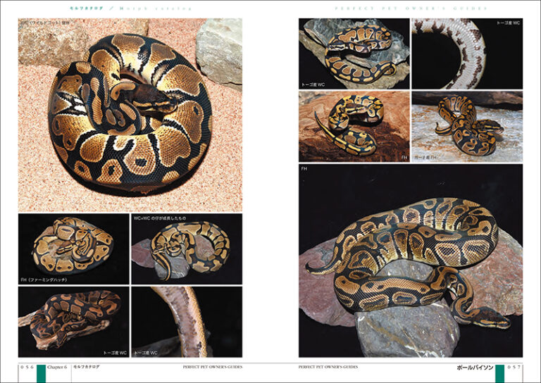 ボールパイソン完全飼育 | 株式会社誠文堂新光社