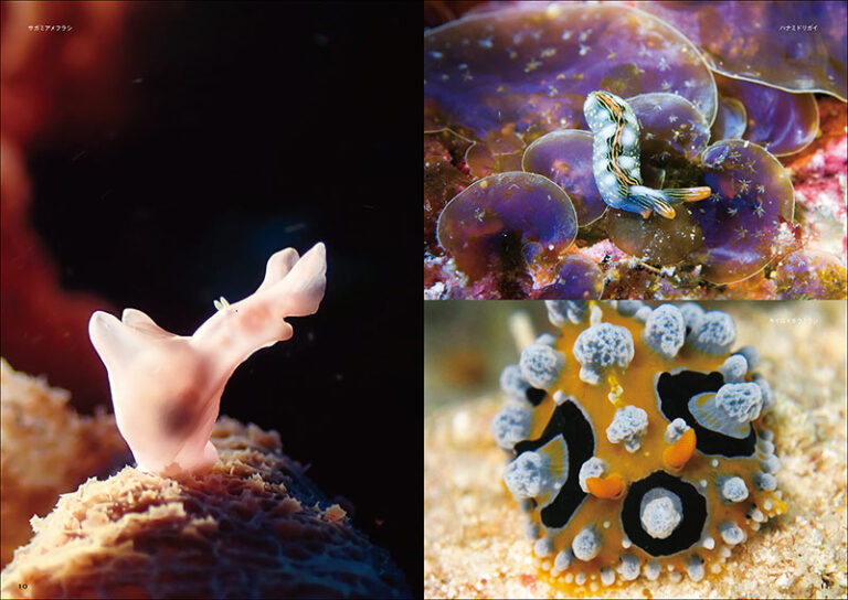 新版 ウミウシ | 株式会社誠文堂新光社