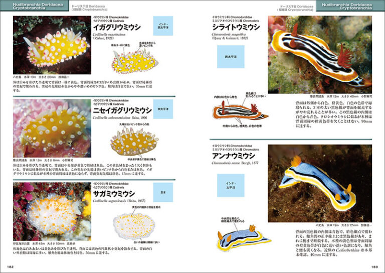 新版 ウミウシ | 株式会社誠文堂新光社