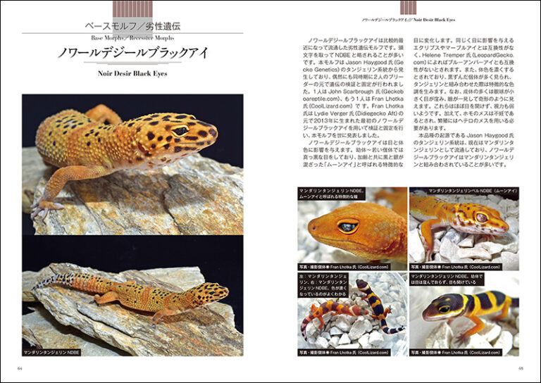 ヒョウモントカゲモドキ品種図鑑 | 株式会社誠文堂新光社