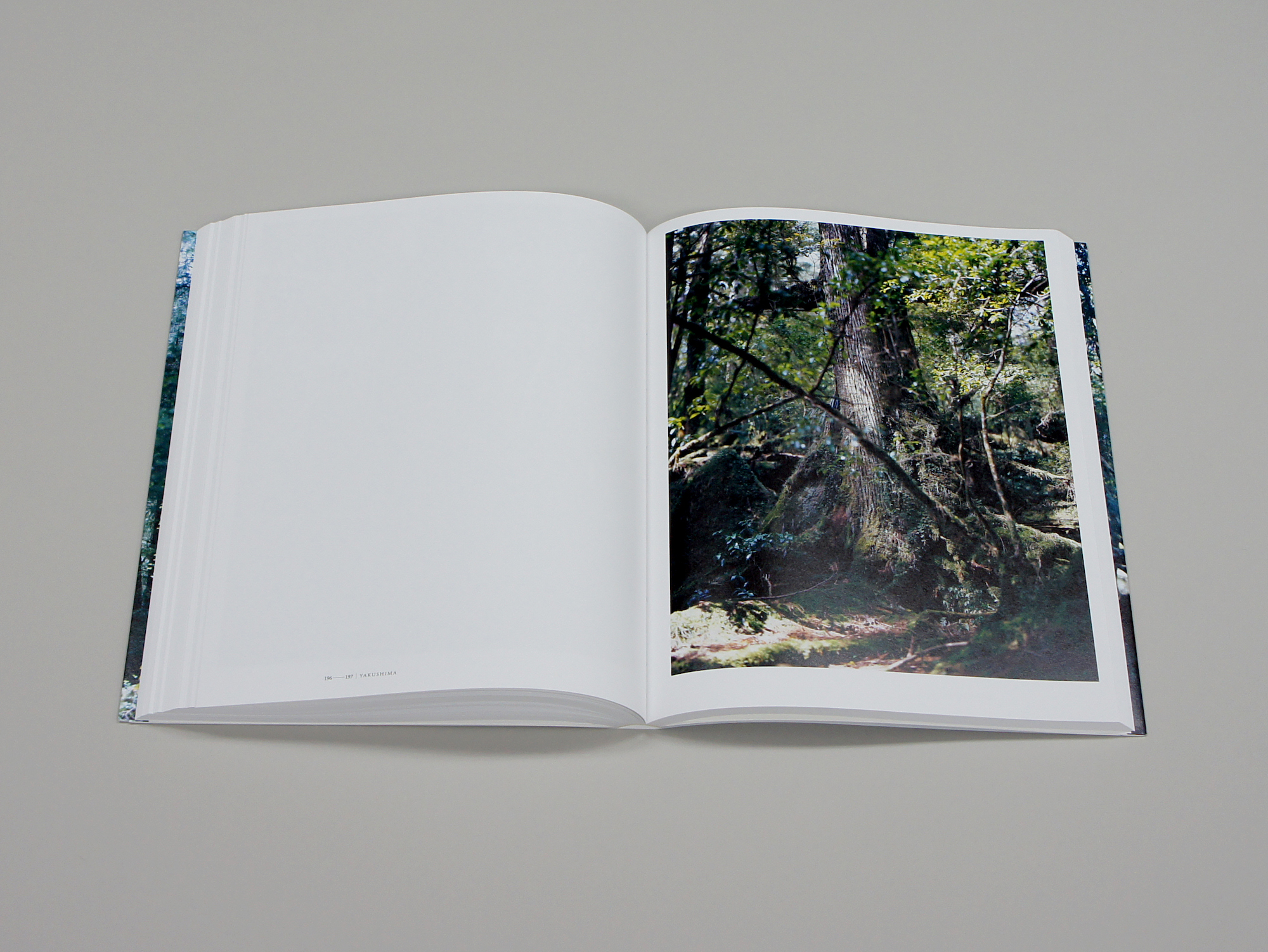 上田義彦写真集 FOREST 印象と記憶 1989-2017｜青幻舎 SEIGENSHA Art